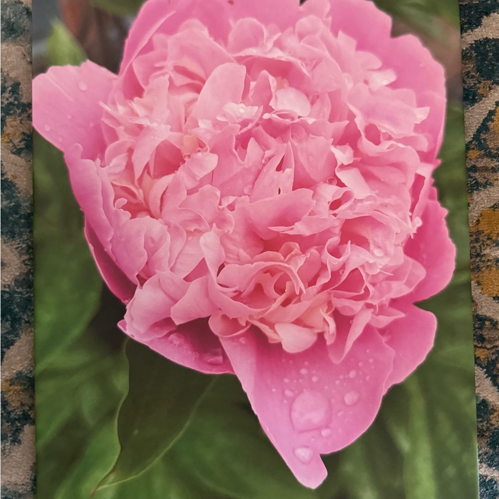 Pink Peony Art Photography Print